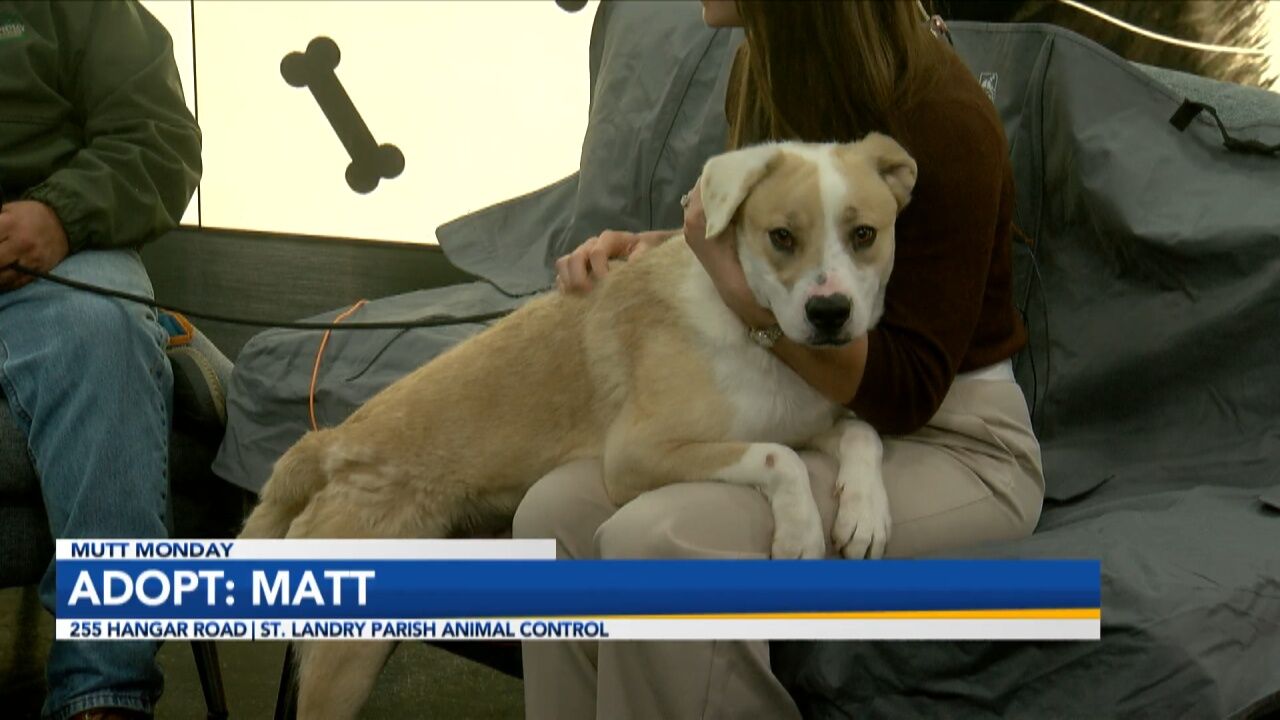 Mutt Monday: Adopt Matt! A Fluffy Good Boy Looking For A Home